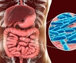 Gut bacteria produce hormone-like proteins that regulate weight and blood sugar