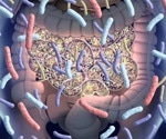 Harnessing the power of gut bacteria to enhance cancer immunotherapy effectiveness