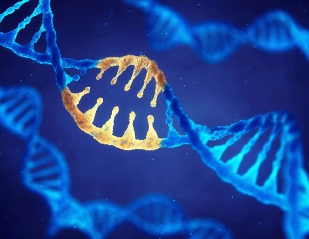 New insights into how MYOD controls muscle repair and regeneration
