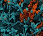 Covid vaccination not linked to increased risk of rare neurological events