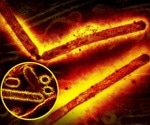 Predicting H5N1 disease severity based on T cell responses