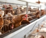 AI reveals how H5N1 virus is evolving to evade human immunity