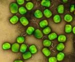 WHO maintains global emergency status for mpox following June 2025 IHR Emergency Committee meeting
